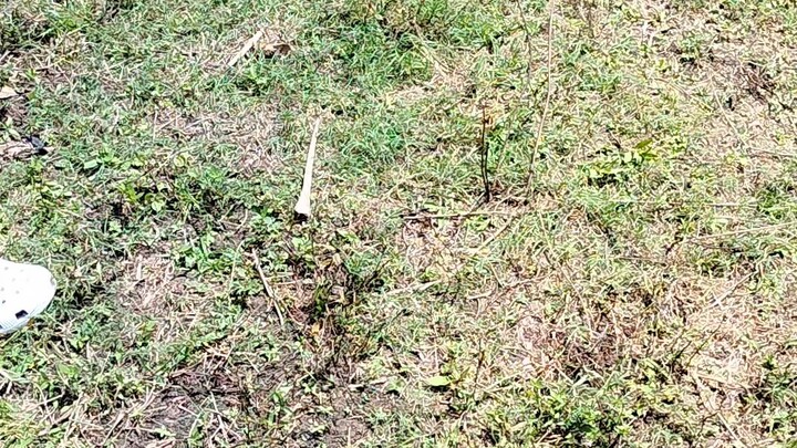 11K PARADA - GILMORE HATCH X SWEATER - THIRD FIGHT @ 16 MONTHS OLD