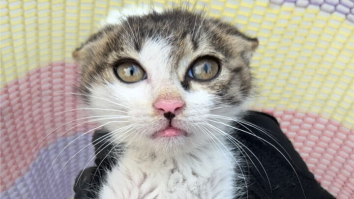 Mấy chú mèo con bị chồn hoa mai rượt cắn