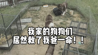 想想还后怕 它们真的救了我爸爸一命！