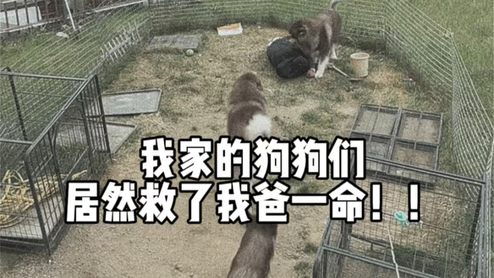想想还后怕 它们真的救了我爸爸一命！