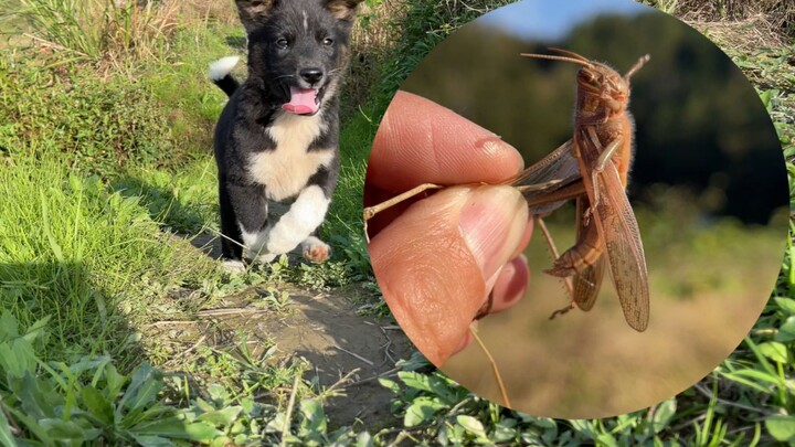 Rencana tambahan makanan para burung kecil hancur gara-gara anjing ini
