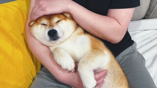 Dog scared of fireworks, hiding and cuddling in owner's arms