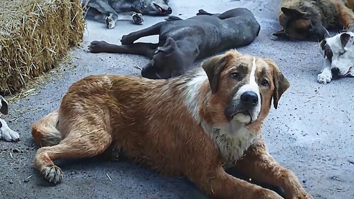 A Dog’s Rise from the Ashes