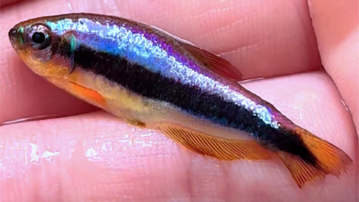 A fish priced at 1200—surely it won't be a scam, right?