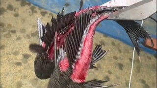 清道夫：这什么手段，活阎王吧？