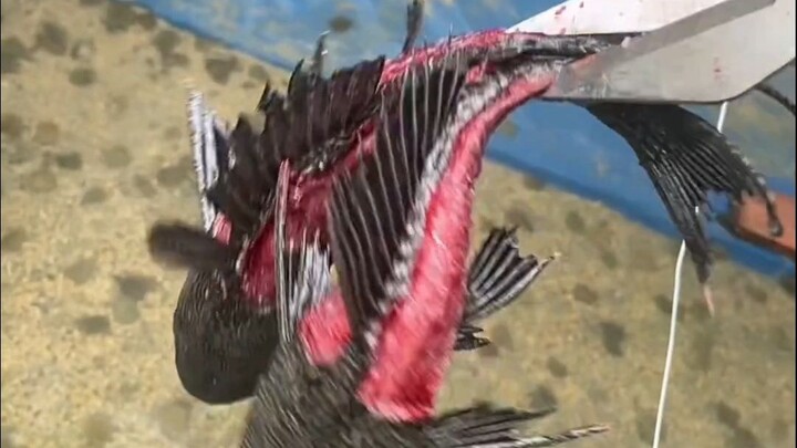 Scavenger: What kind of technique is this? It's like dealing with a living Yama!