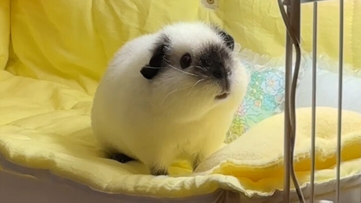 Why does only Douding get to sleep in the bedroom, when we’re clearly raising FOUR pigs!