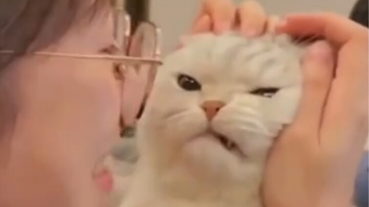 Cat: If no one else loses their temper, do you just assume people are idiots?