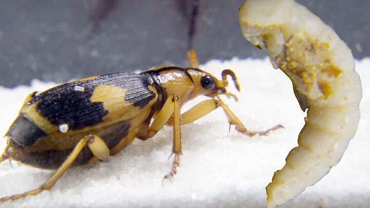 10 times protein of beef-Fart Beetles