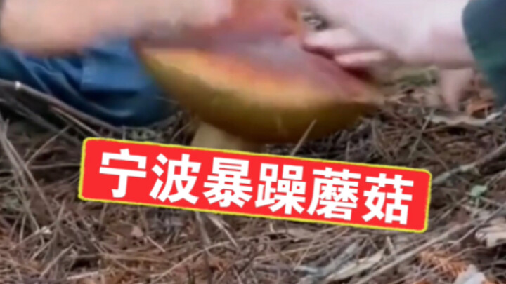 Ningbo Angry Mushroom