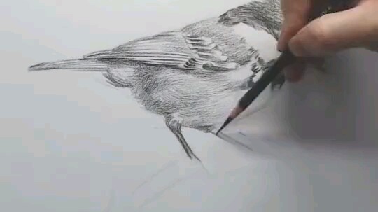 How about drawing a little bird?