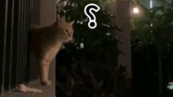 Satpam kompleks tidak mengizinkan memberi makan kucing liar, maka ia pun memberinya makan secara dia