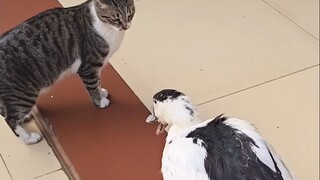 Cat: Gave it my all, but still no match for the duck!