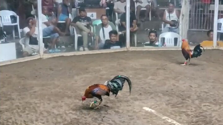 2025 FIGBA 8 Stag Local Edition Eighth Fight (Possum Boston) - win