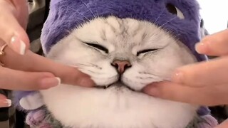 Kucing yang lebih pintar dari manusia 🤪