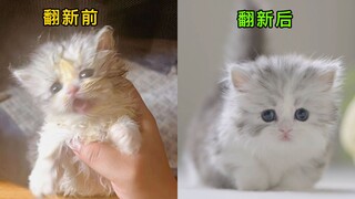 Don’t throw away the kitten if it is dirty, just refurbish it and it can be used as a toilet ~