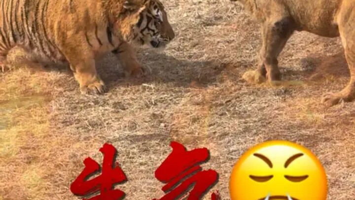 พี่น้องสิงโตและเสือที่เติบโตมาด้วยกันตั้งแต่เด็ก ปะทะกันด้วยกระบวนท่าหลากหลาย จนมาถึงหมัดสุดท้ายที่แ