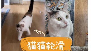 Tidak apa-apa kalau cakar kita cacat, kucing kita bisa bermain sepatu roda kok!