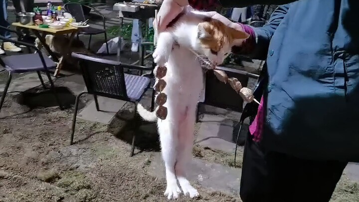 Dunia berantakan, si kucing coba rasa asin dan manis!