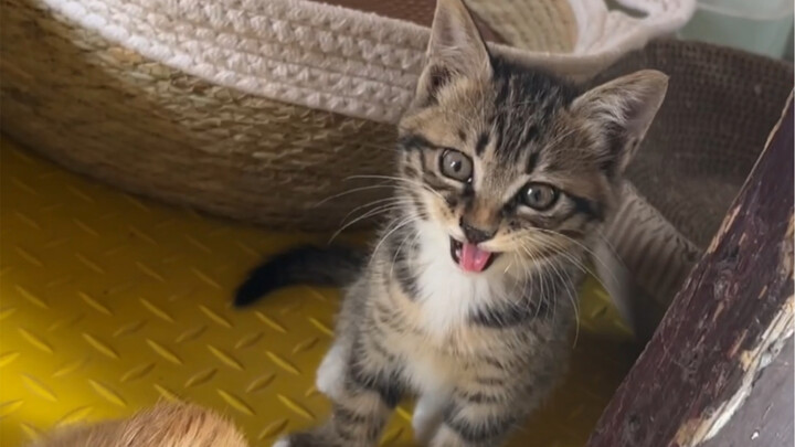 Before you get this pastoral “monster,” make sure you do your homework—its looks are about to skyroc