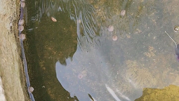 Zombie FISH CPR! it are not actually DEAD