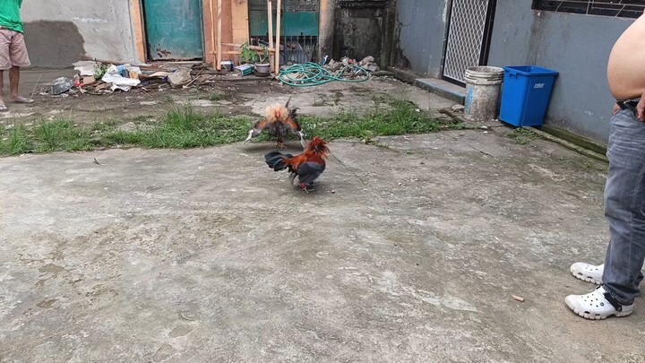 JJPE MSB BC VS RCB BASILAN  BROWN RED BC