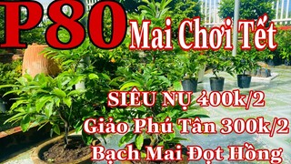 Mai vàng chơi tết p80 | 0353832312 Nhi | Mai Giảo siêu nụ 400k cập bao ship - phú tân 300k/2 .....