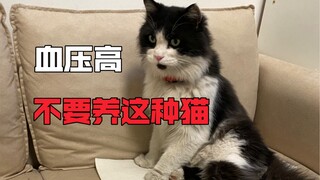 Don't keep this type of cat if you have high blood pressure