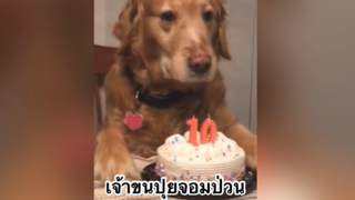 สัตว์เลี้ยง เพื่อนขนปุย : เจ้าขนปุยจอมป่วน