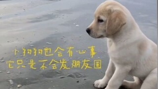 小狗也会有心事，它只是不会发朋友圈。