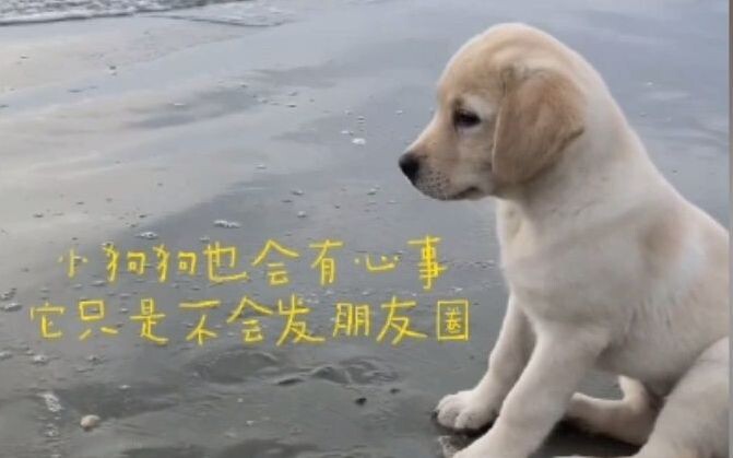 ลูกสุนัขก็มีเรื่องในใจเหมือนกัน เพียงแต่มันไม่ได้โพสต์ลงโซเชียลมีเดียเท่านั้นเอง