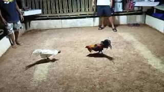 night sparring for stags