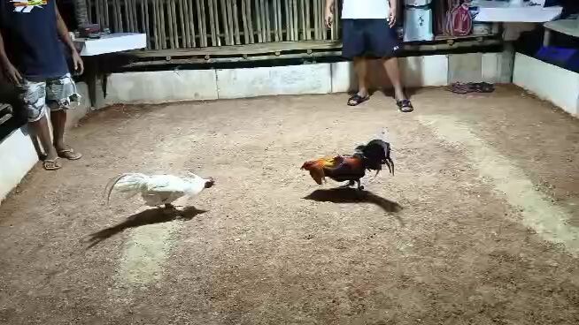 night sparring for stags