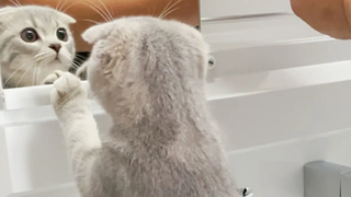 Lulu kitten helps with wash basin construction