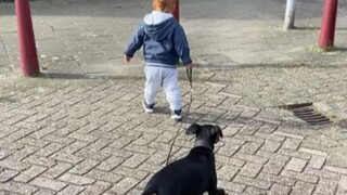 『人类幼崽迷惑行为』萌娃遛狗日常