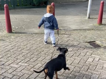 『Perilaku Membingungkan Anak Kecil』Kehidupan Sehari-hari Balita yang Mengajak Anjing Jalan-Jalan