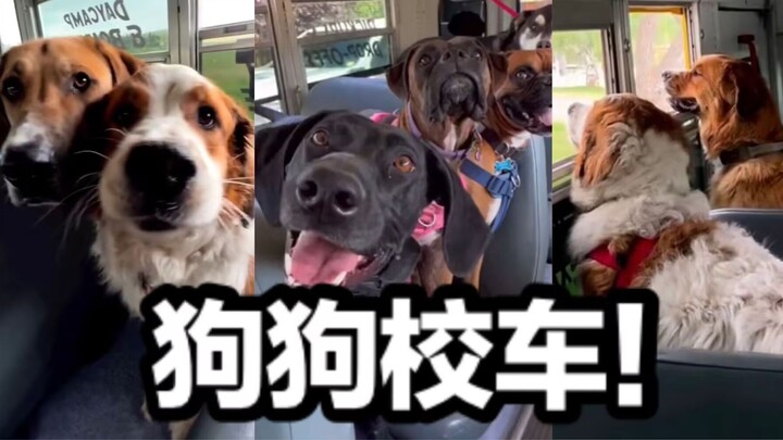 Selamat naik bus sekolah anjing! Tik, kartu wuf-wuf!