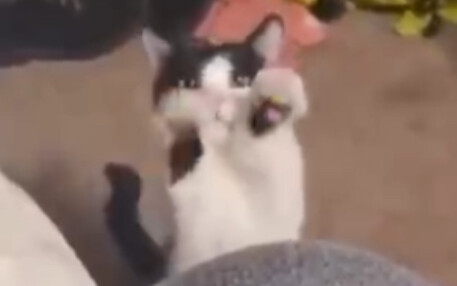 Cat: Is my cuteness worth nothing in your bowl?