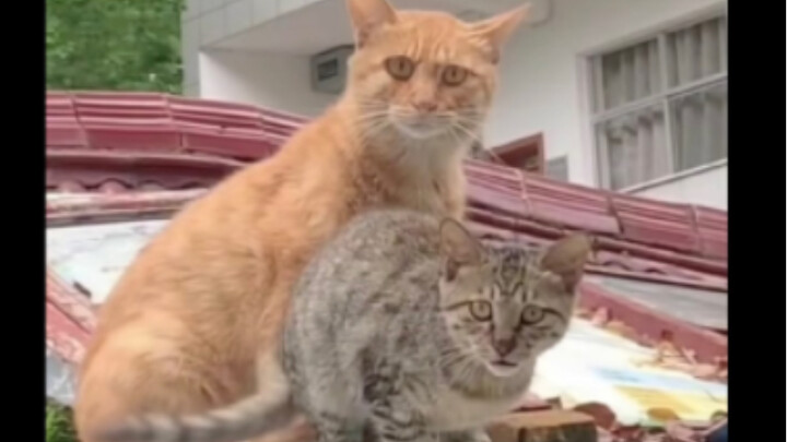 Tabby cat: “My mom is the greatest mom in the world.”