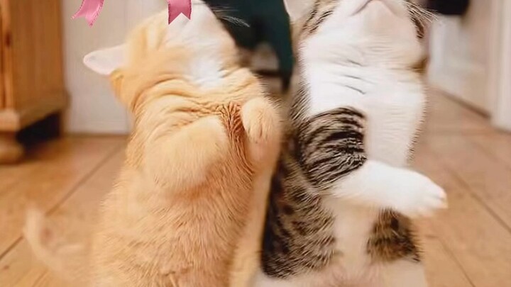 Cat fun #cat #fun #music
