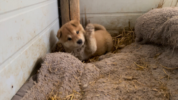 Seekor anjing kampung kecil yang ceria dan lincah, nama apa yang paling cocok untuknya?