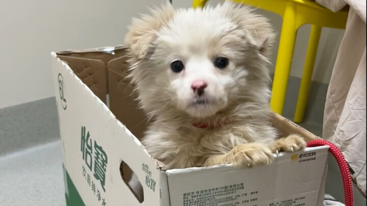 Kelanjutan kisah Si Anak Domba dan Si Anjing telah tiba!