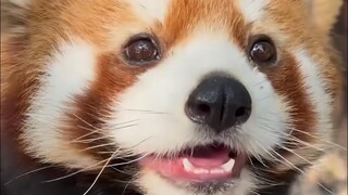 สุนัขโกลเด้นตัวน้อยของคูคู