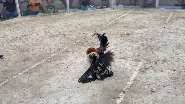 Talo yung pang champion sana dipa binigay sayang 🐓🫡