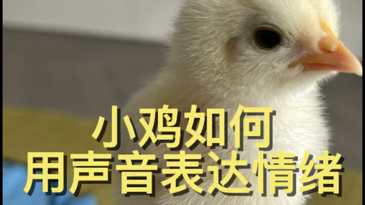 How Chicks Use Vocalizations to Express Emotions