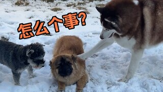 带社牛小狗玩玩雪，结果在我家标记，被我家狗揍了！