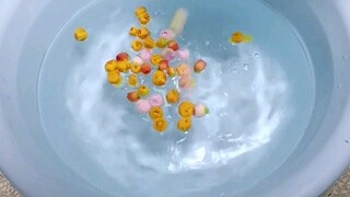 给大家看一下我种的太阳花