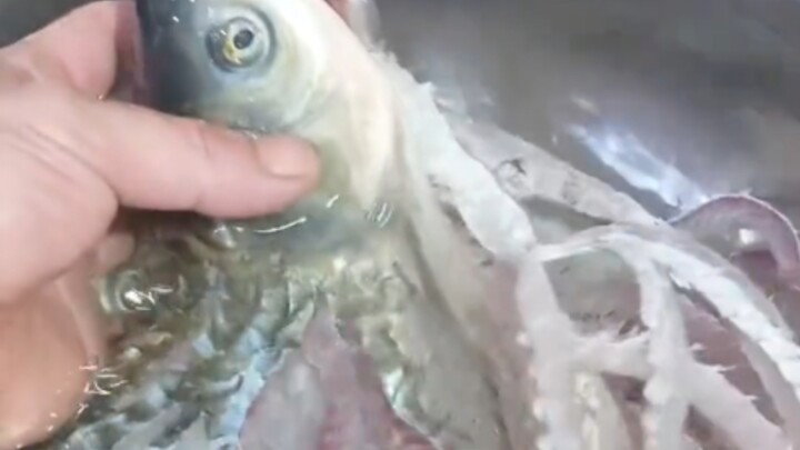 Yu Xiang Shredded Pork