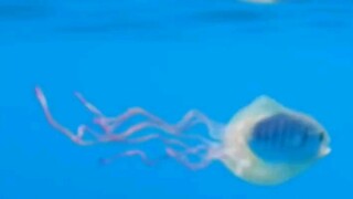 This Fish Hijacked a Jellyfish