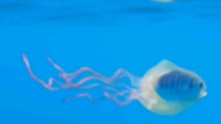 This Fish Hijacked a Jellyfish